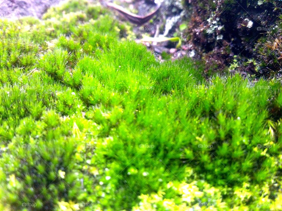 Spiny moss