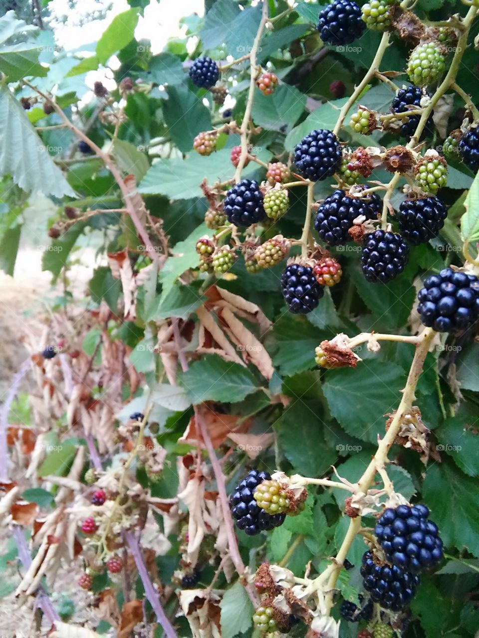 Blackberries. Lots of berries in wild
