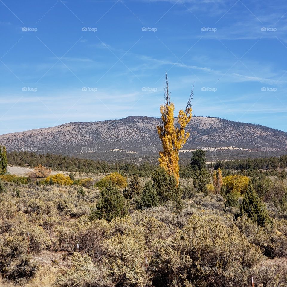 A golden tree towers above a barren landscape with hills in the background and bright blue skies on a sunny fall day in Central Oregon.