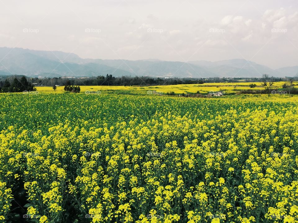 endless cole flower fields