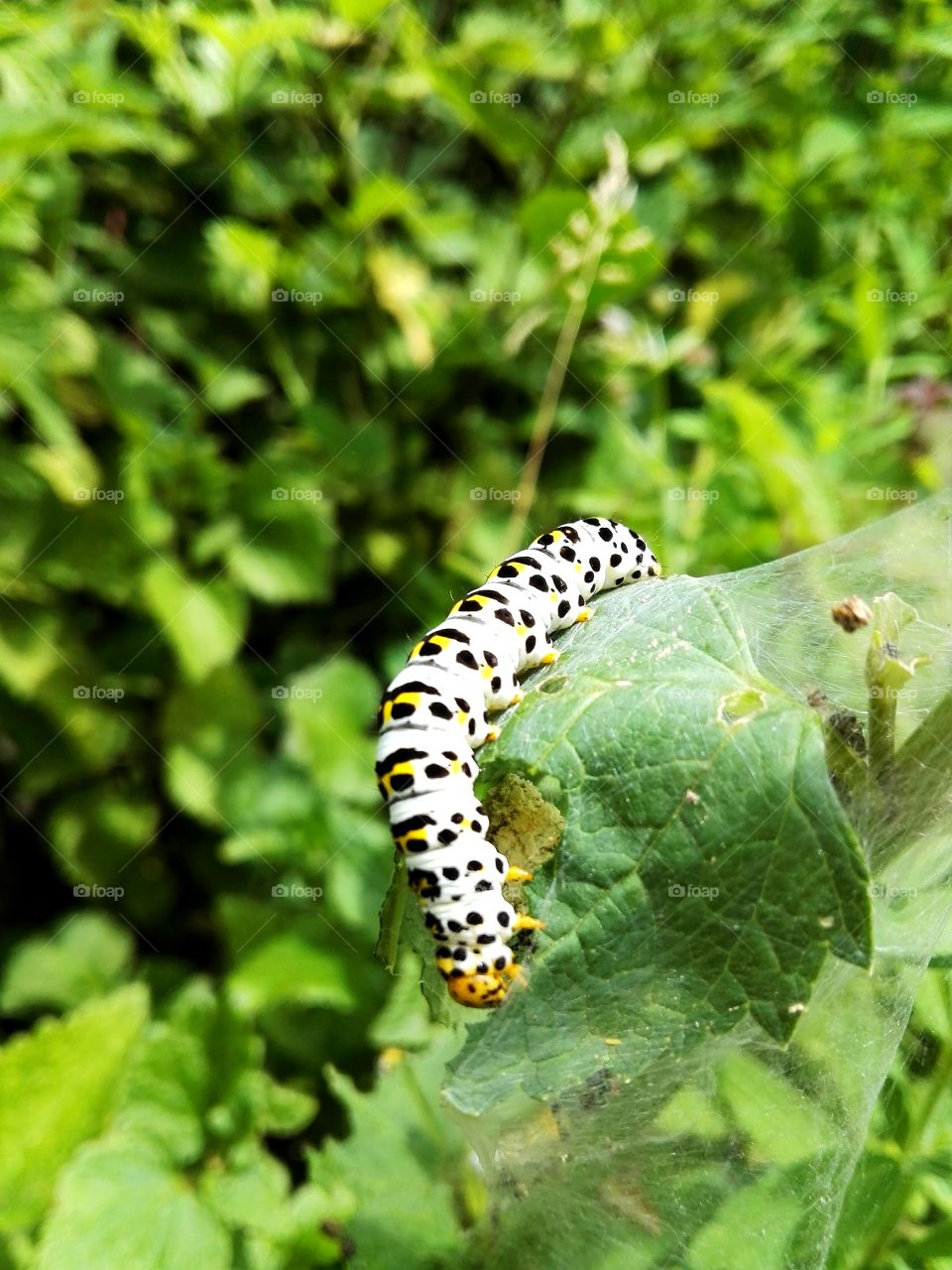 Black white butterfly caterpillar, wildlife