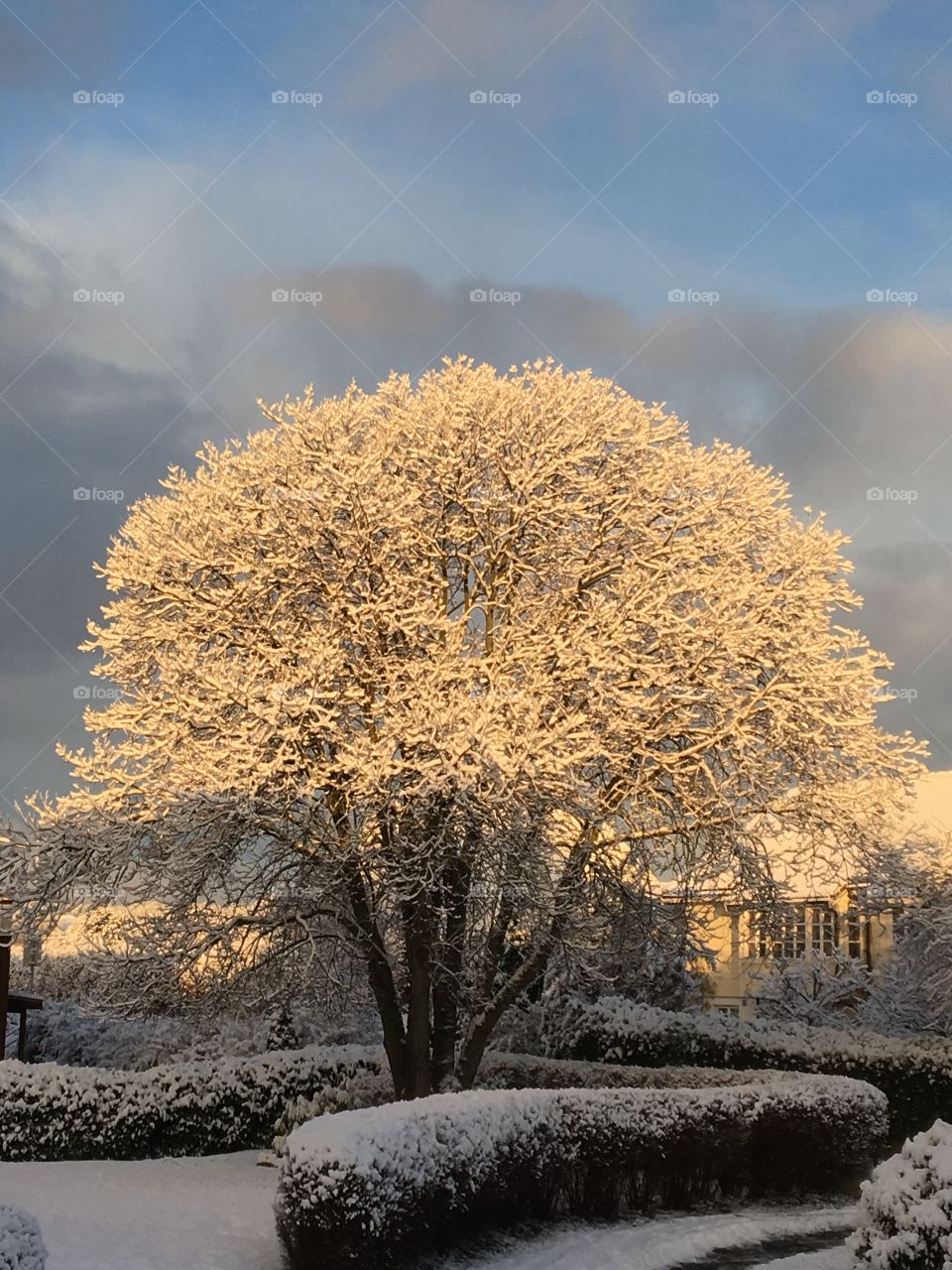 Winter tree
