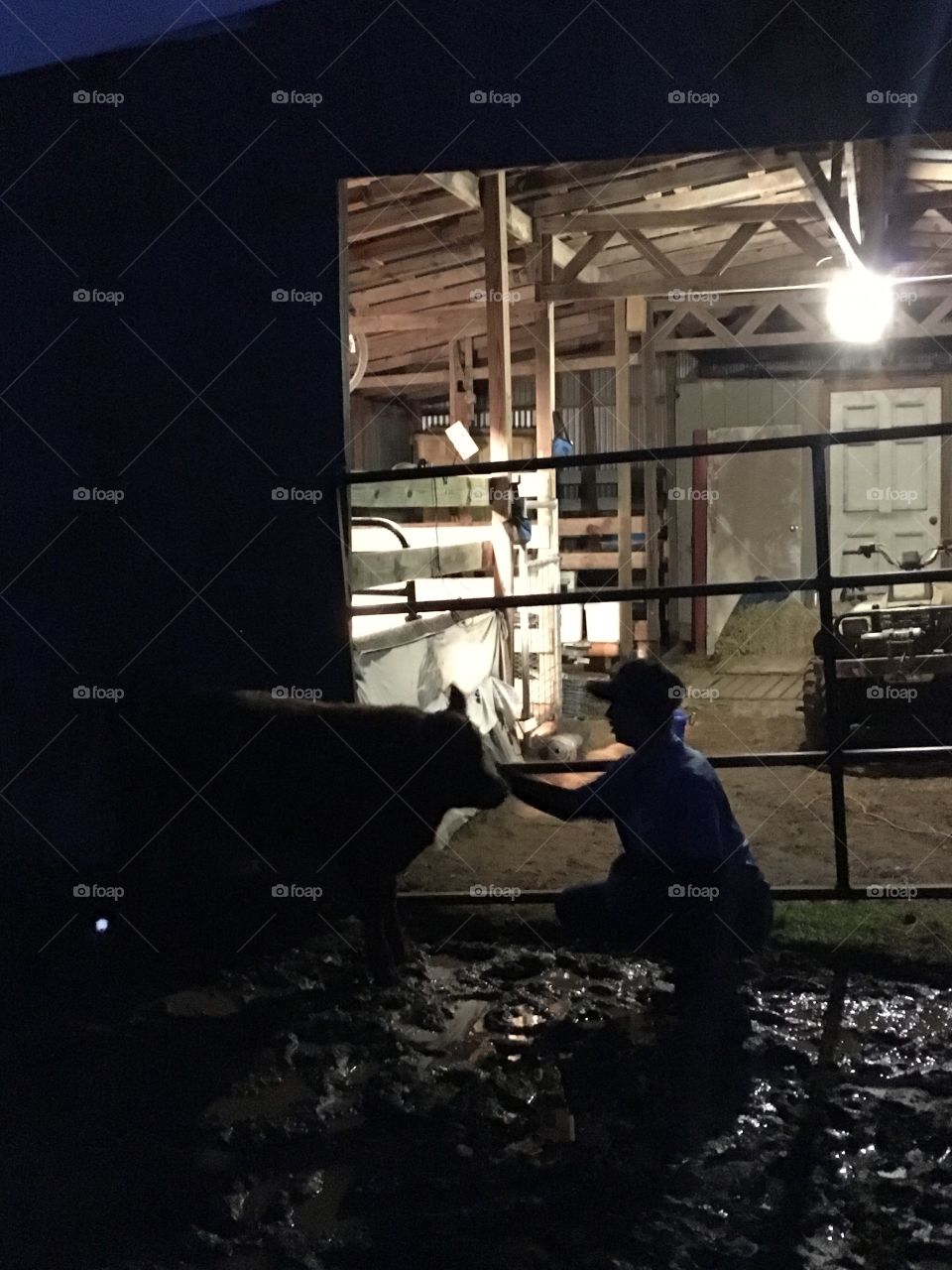 Boy and calf at dark after evening chores. 