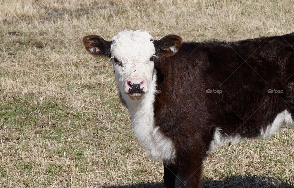 Young calf posing