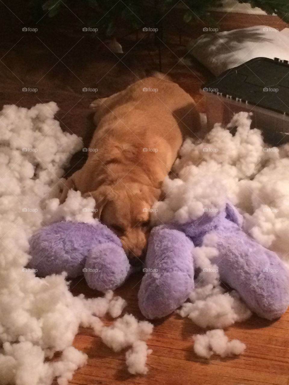 Puppy and his destroyed toy 