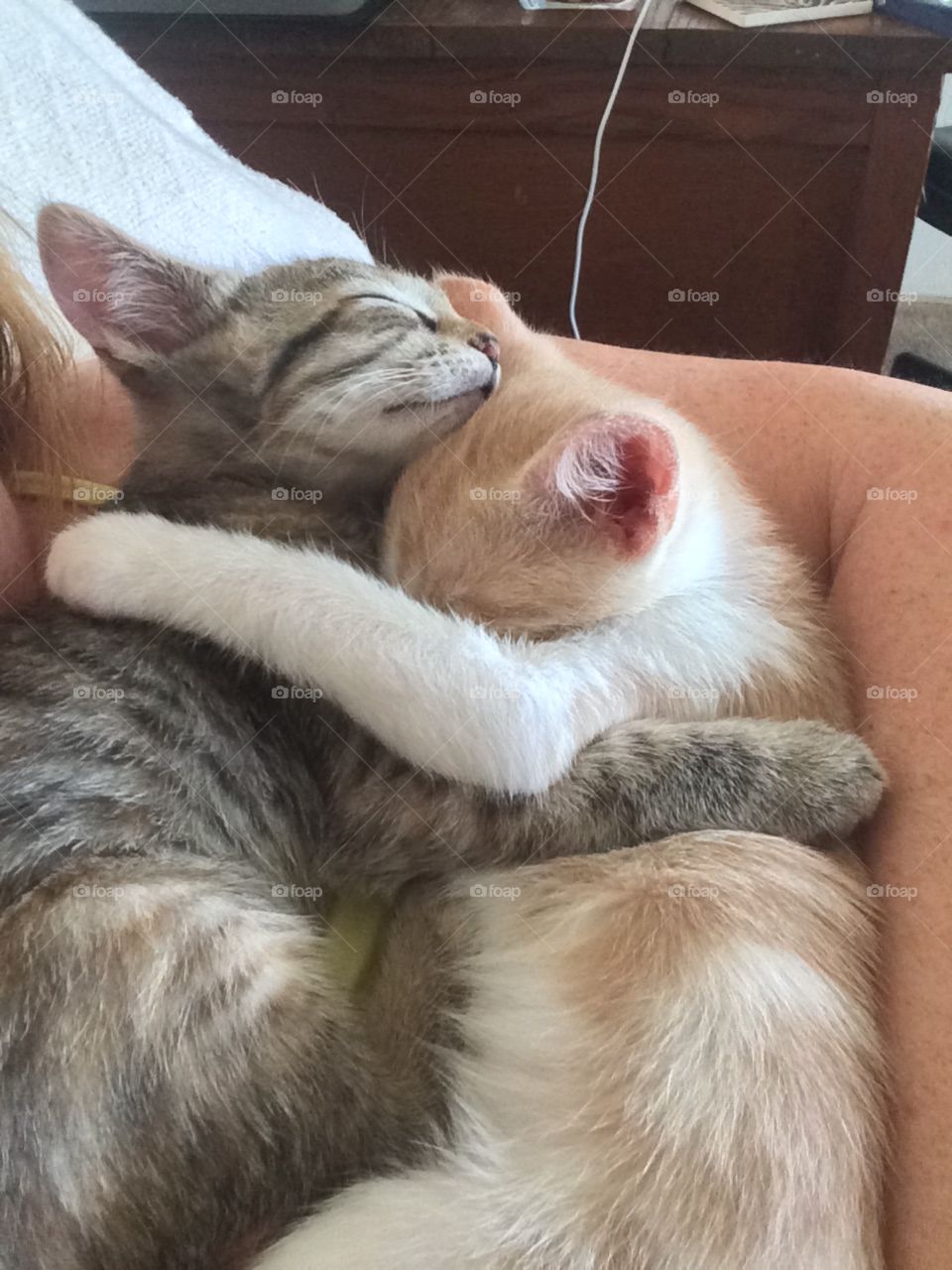 Kitty love. Two Foster kittens loving each other. They are sisters and they fell asleep this way. 