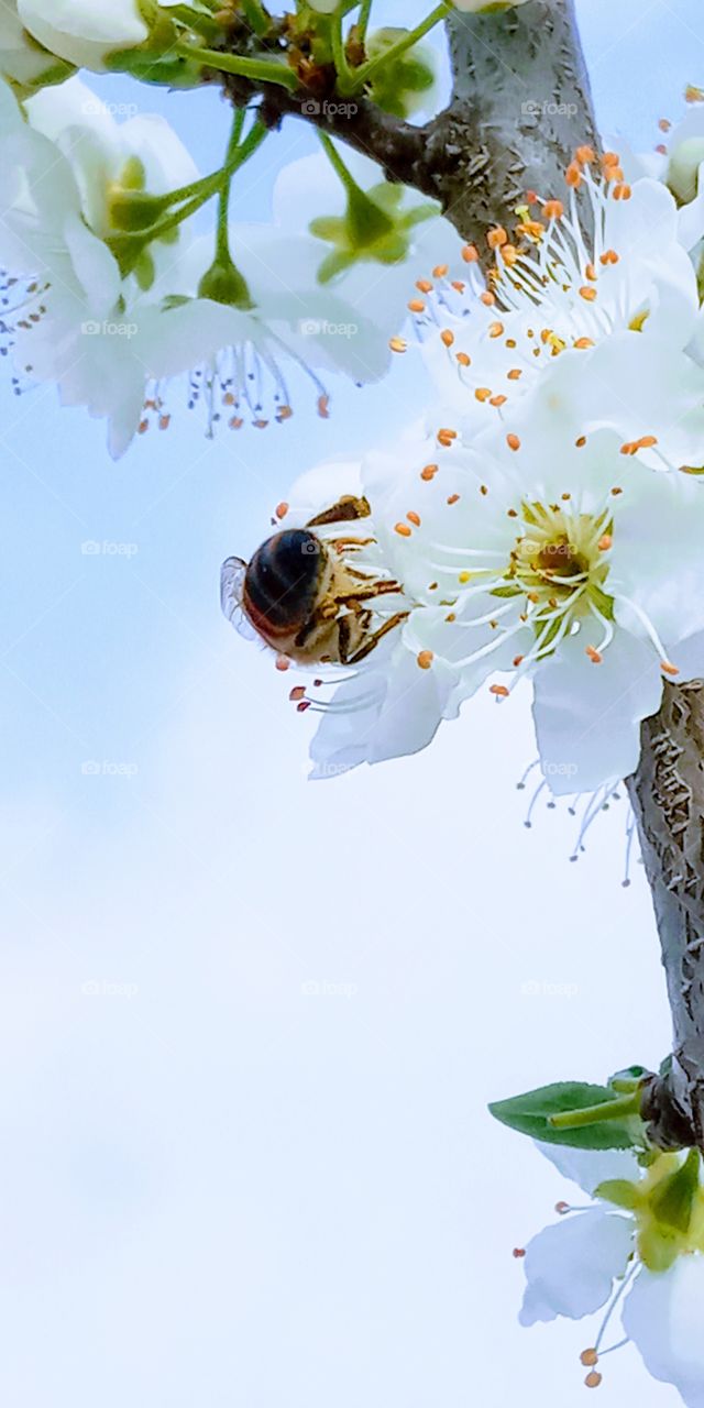 the bee and the flower under the blue sky