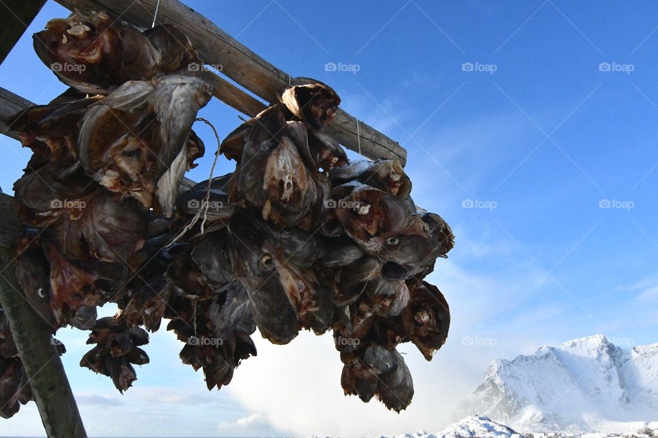 Dry Fish heads