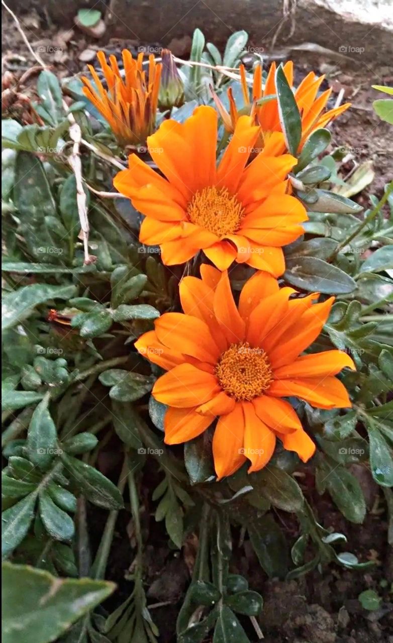 most beautiful and attractive flowers in the garden.