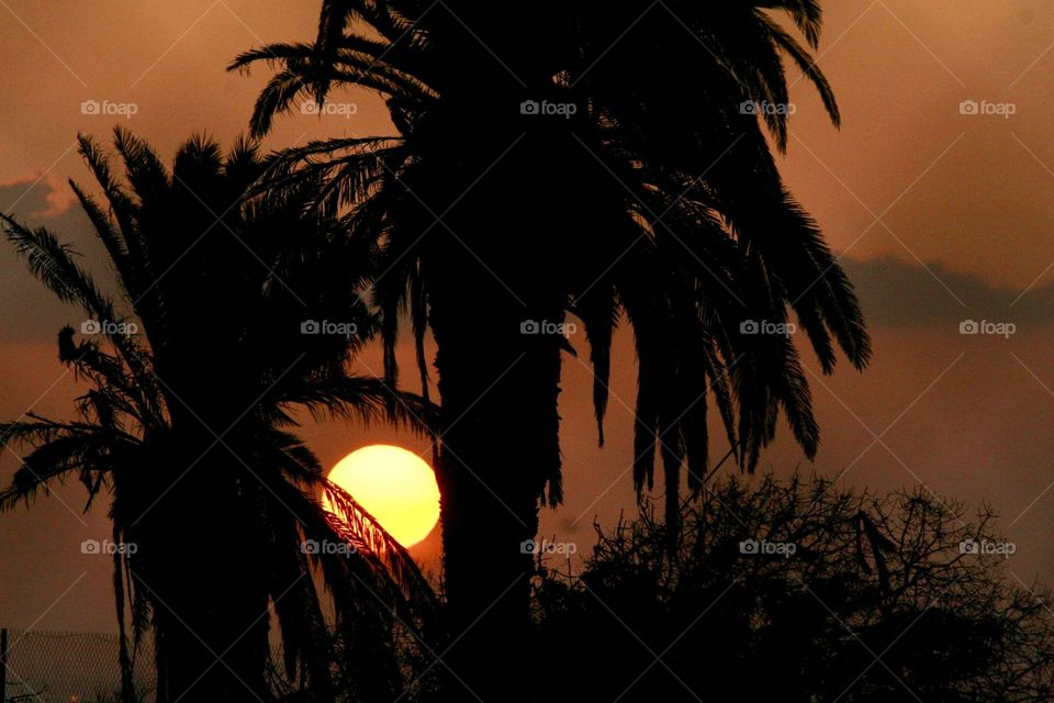 southern California sunset and palm trees