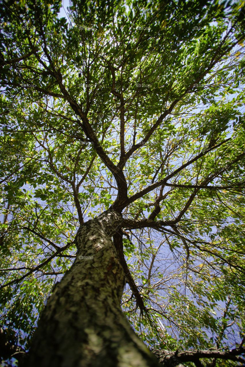 looking up at this tree