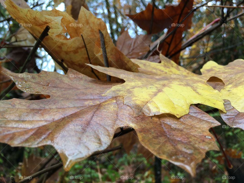 Leaves 