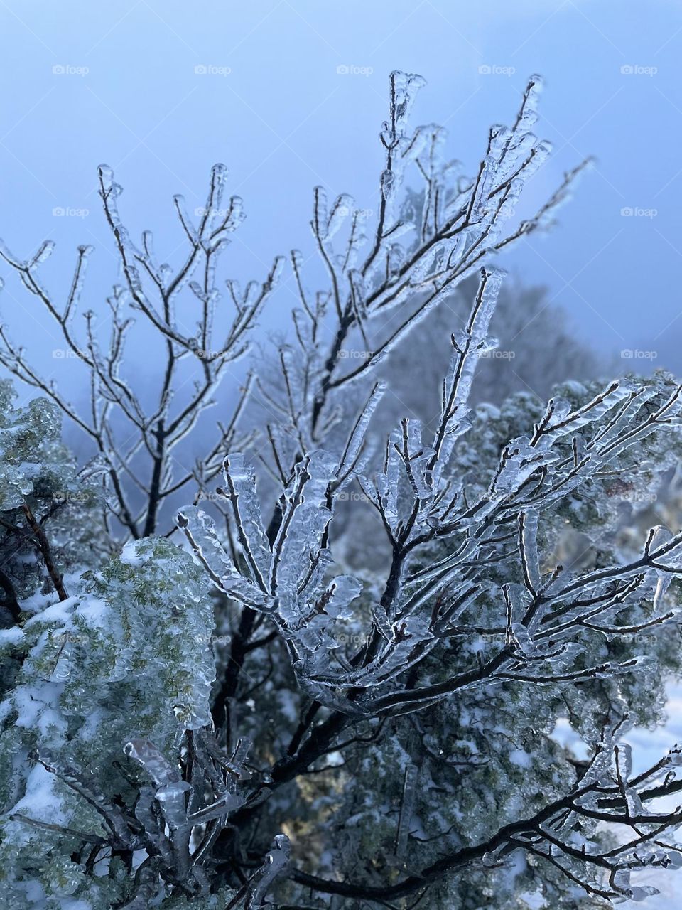 a frozen tree