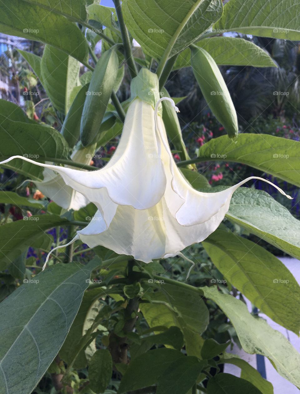 Flower as a feminine white skirt dancing softly 