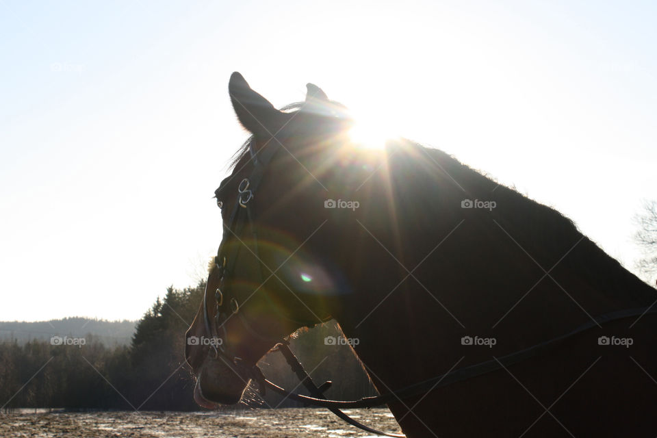 Horse in field