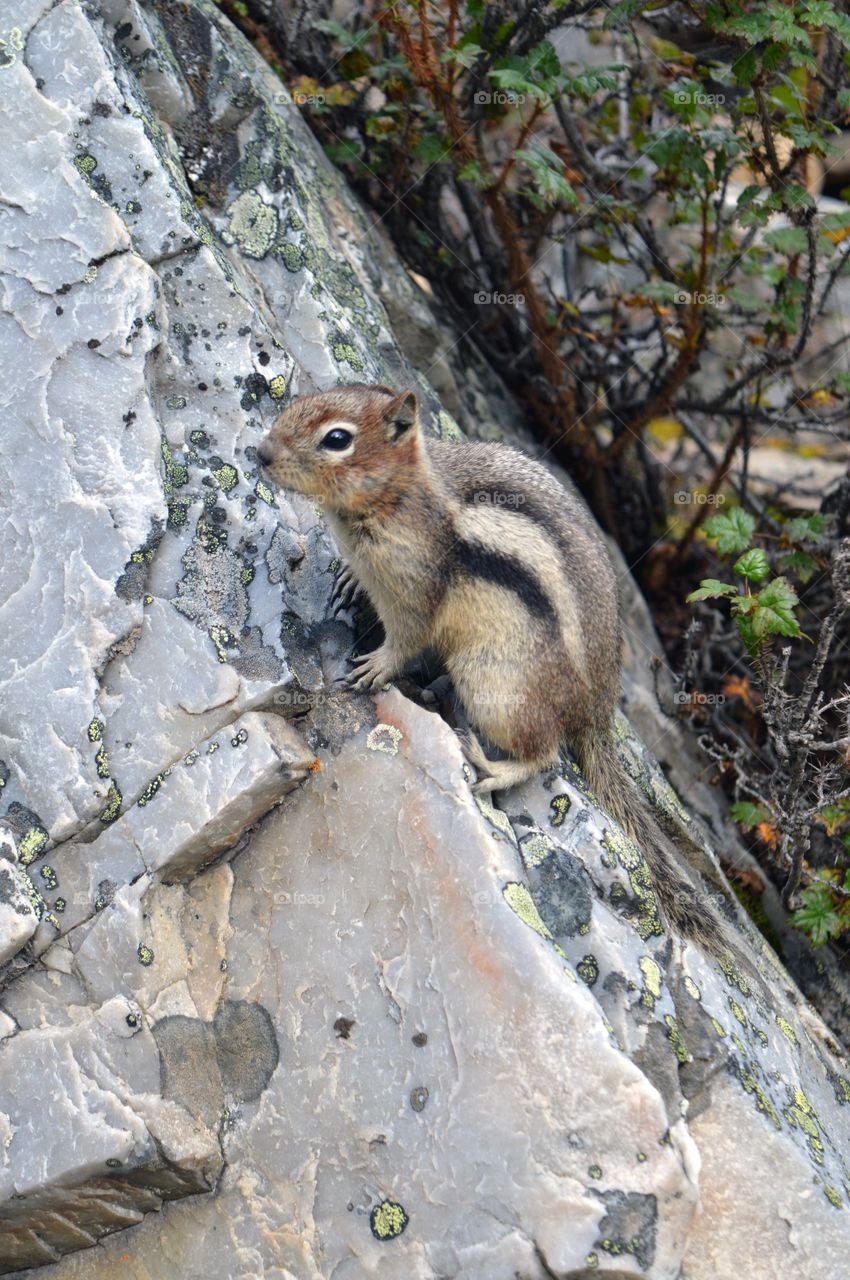 Crouching Chipmunk on top of the rock.