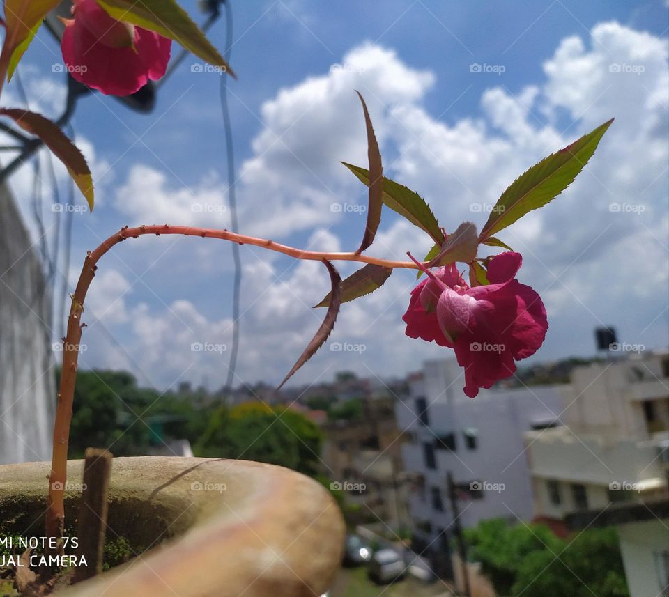 Happiness held is the seed; happiness shared is the flower —John Harrigan 🌸