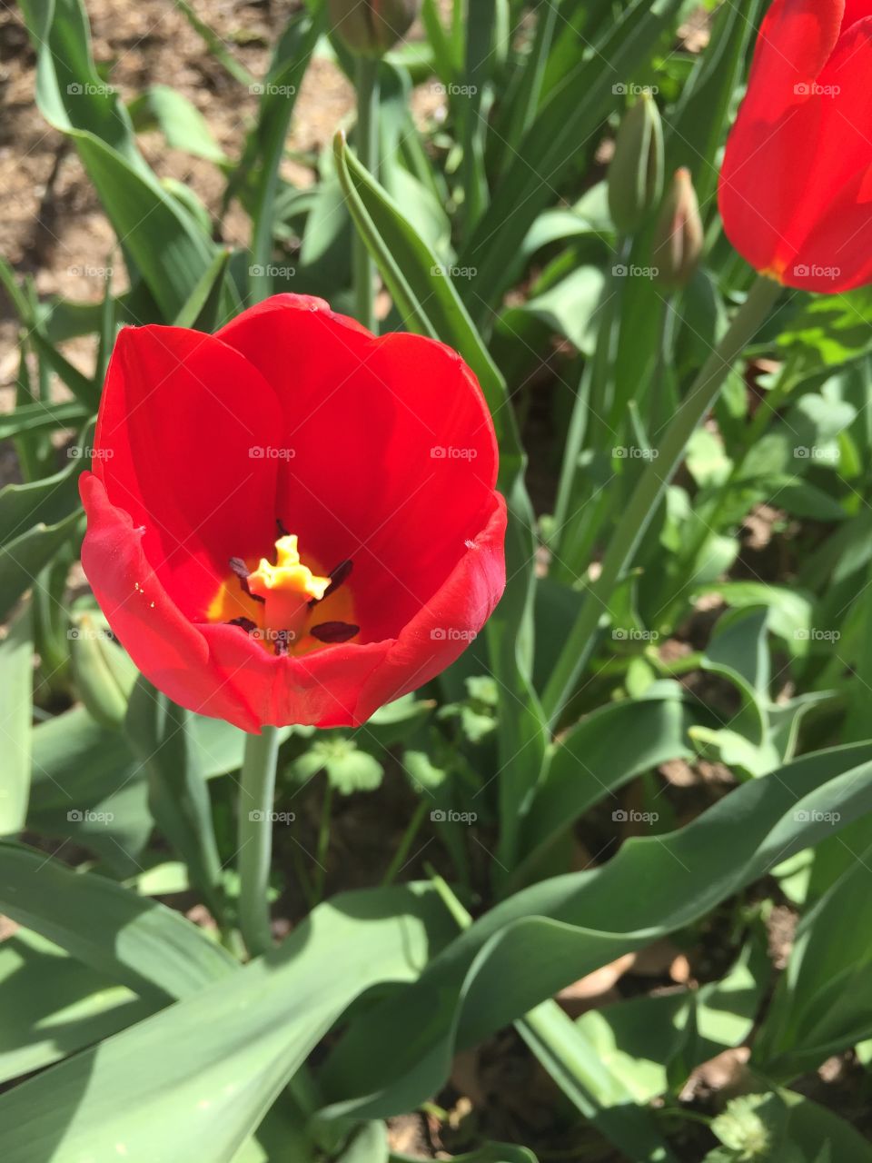 Red Tulip

