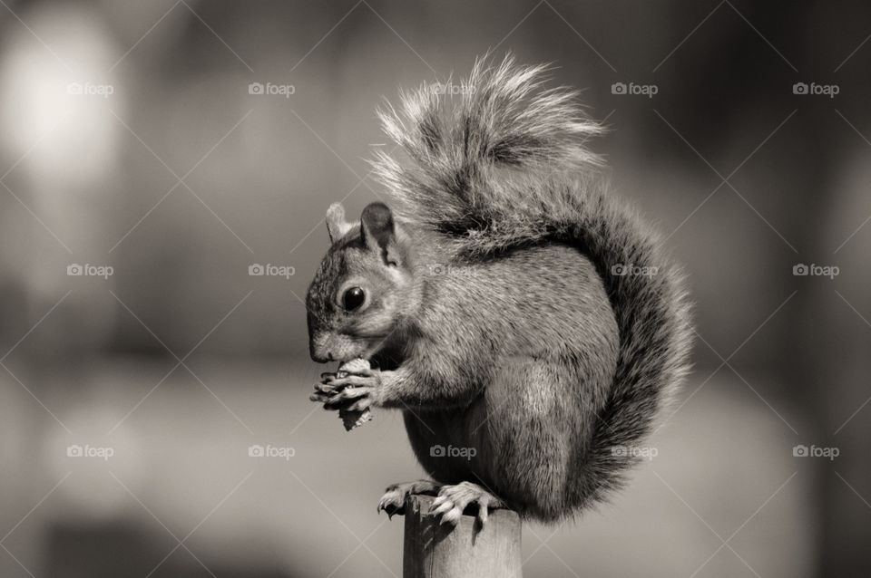 squirrel