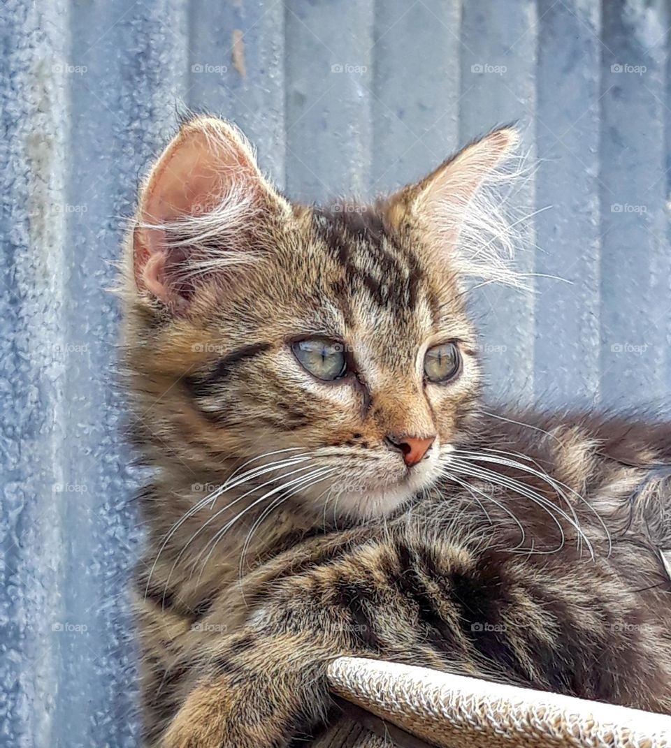 A Tabby cat sitting on a water tank lapping up the sun