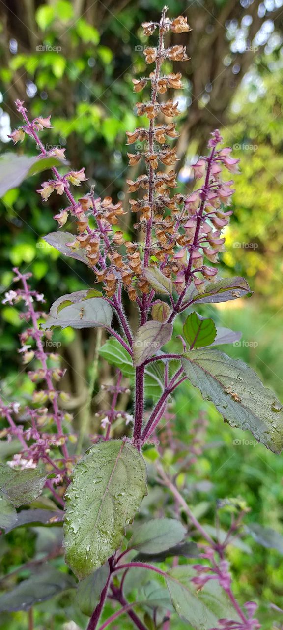 Osimum is a very good medicinal plant and devotioally it has importance.