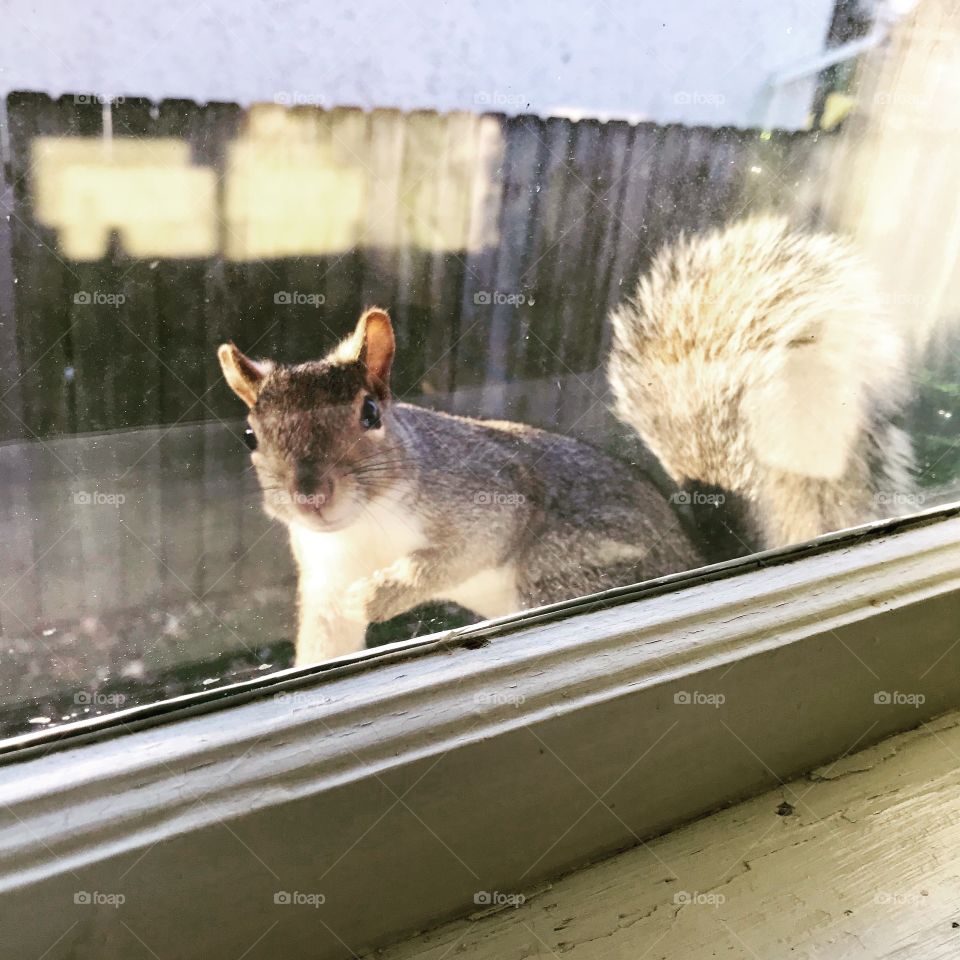 Unexpected visitor at the window this morning. Outside looking in; the  curious squirrel. 
