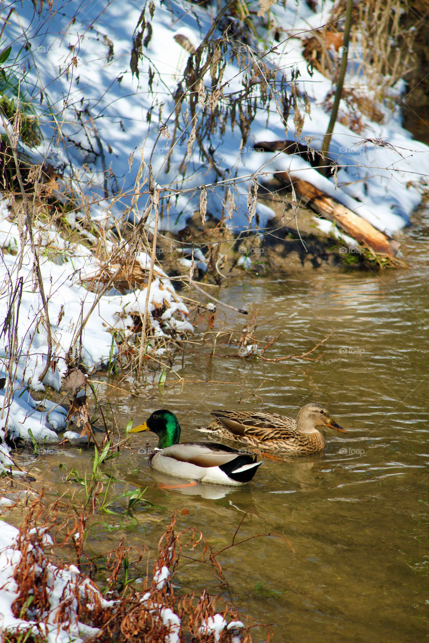 View of ducks swimming in pond
