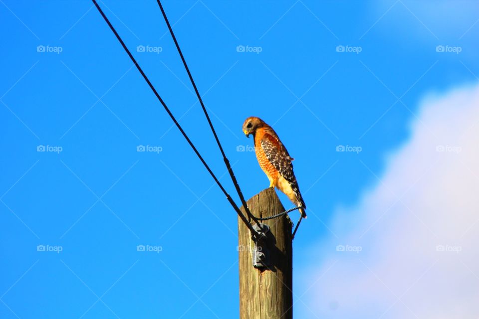 Hawk looking down for prey from a power pole