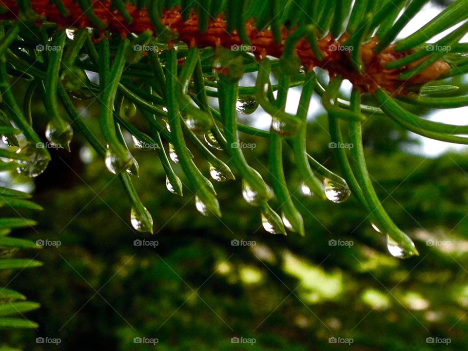 Pine tree water drops. Early morning water drops on pine trees