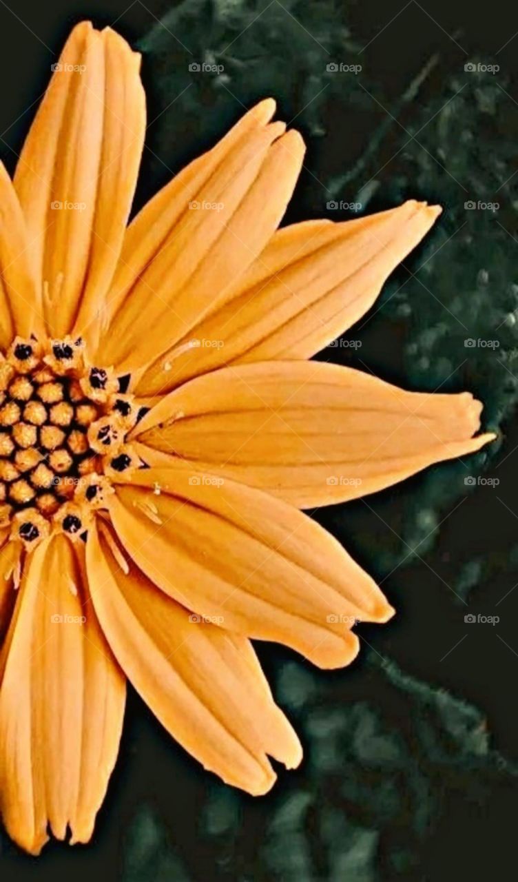 most beautiful and attractive flowers in the garden.