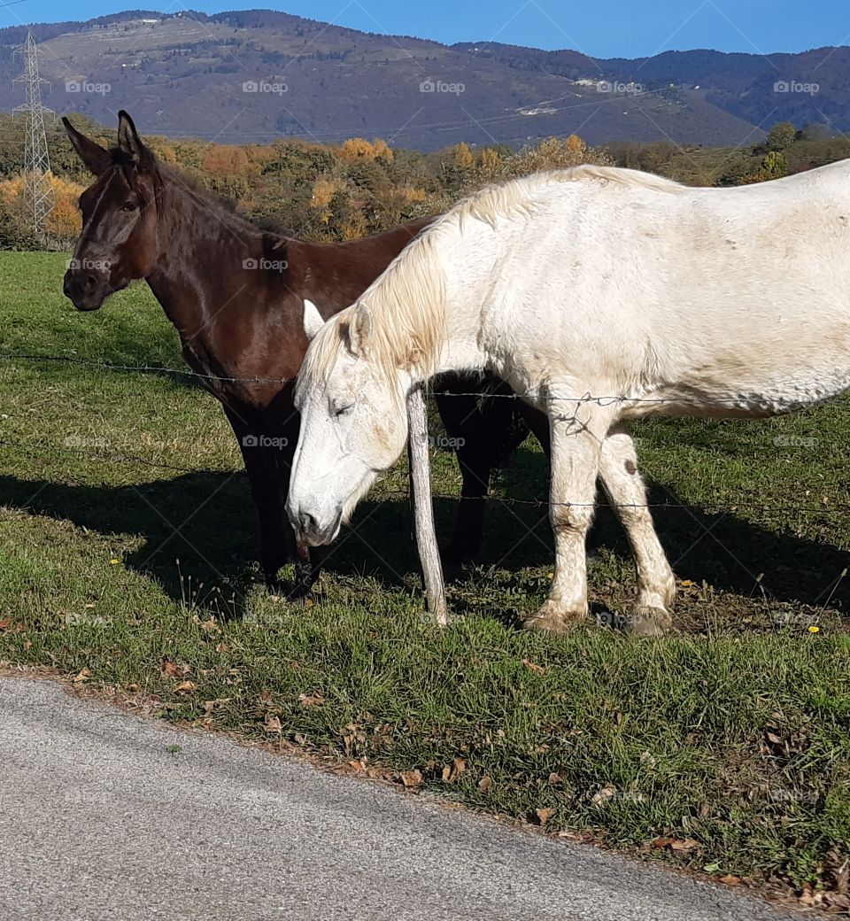 brown and white horses on the hill in autumn