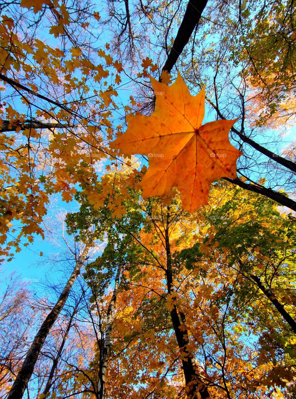 Plants.  Against the blue background of the sky, the tops of multi-colored autumn trees.  A red maple leaf falls from one tree.  Nature