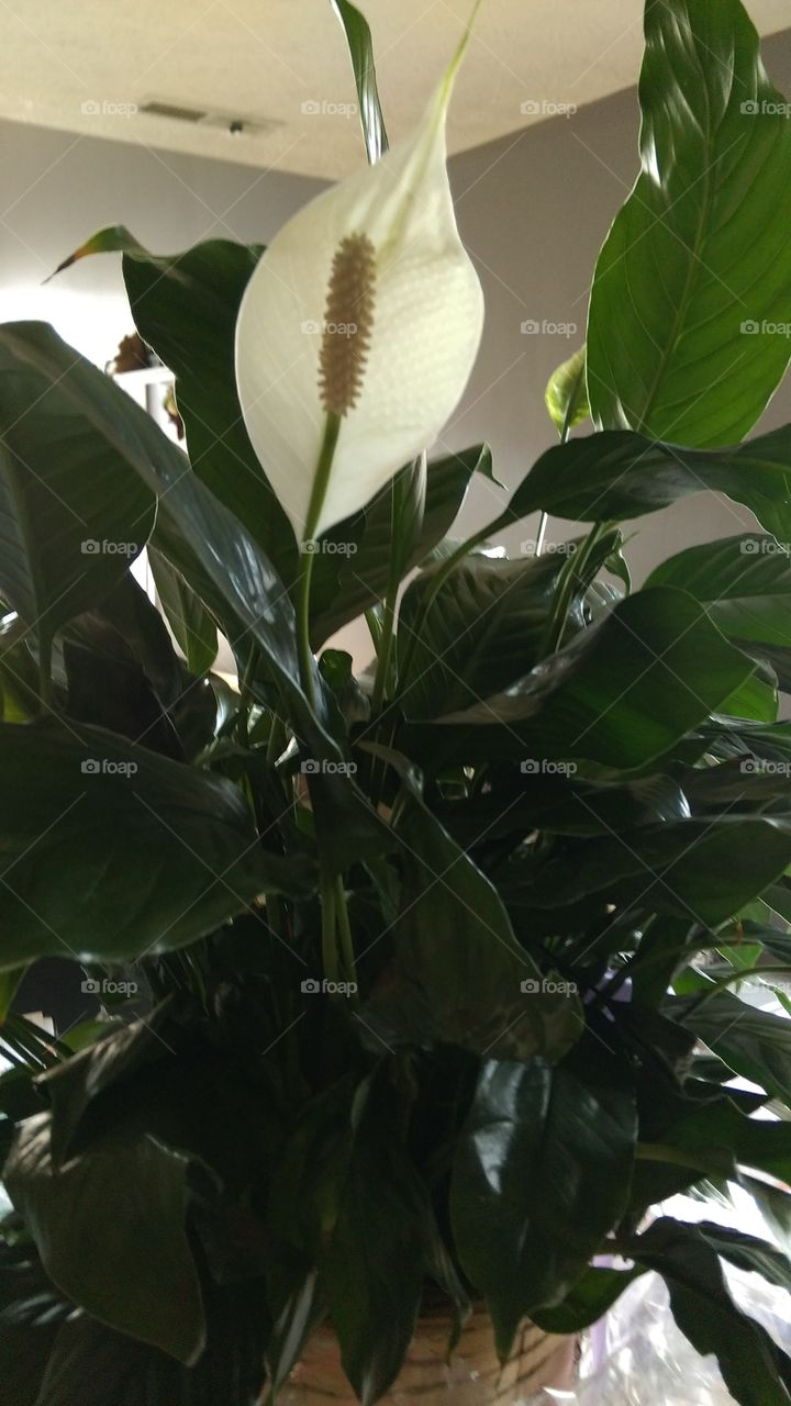 peace Lilly. for my great grandmother that passed
