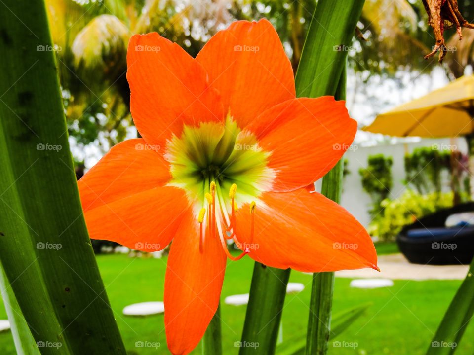 Orange flower