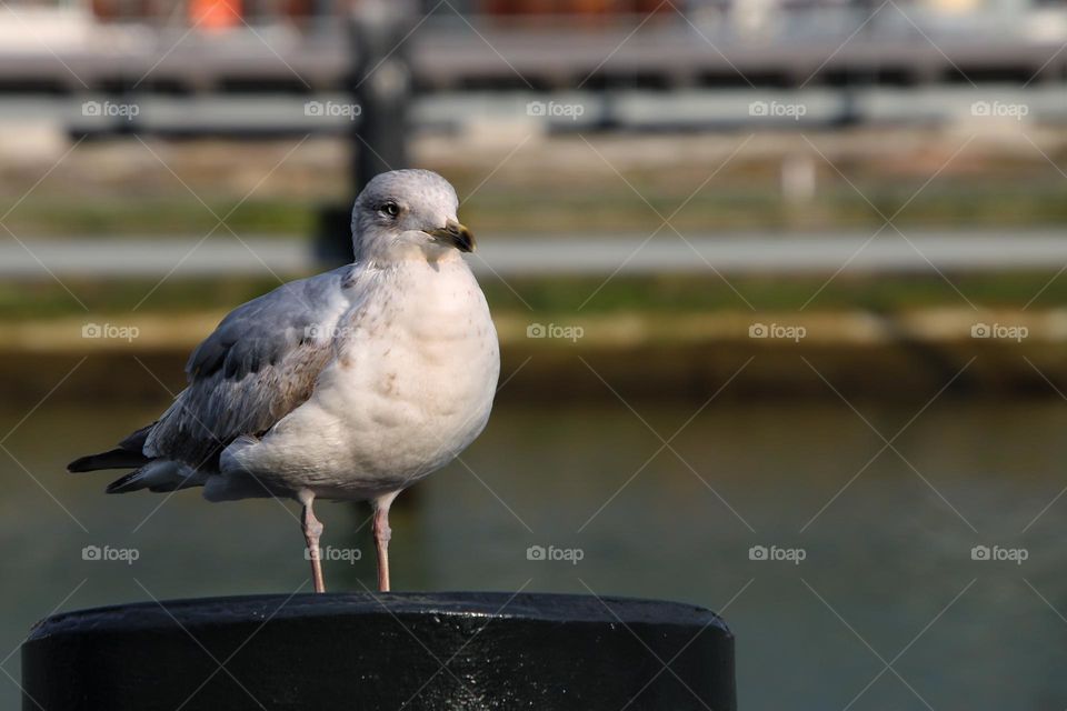 Seagull sitting on wooden pole in harbour