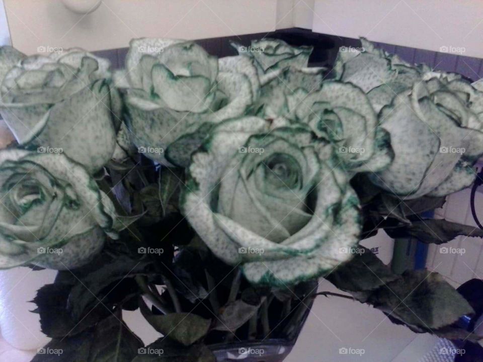 Flowers. green tipped roses