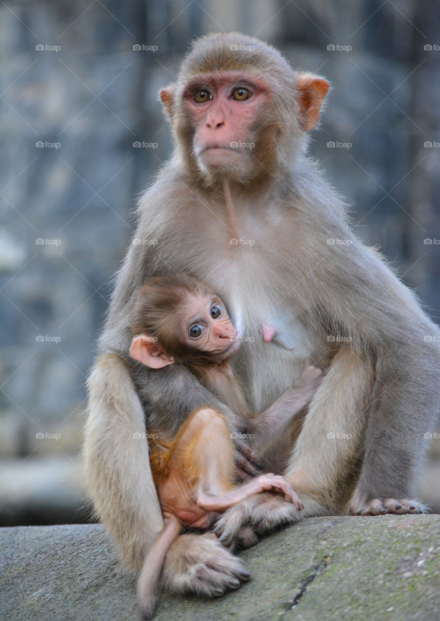 Little monkey with mother!