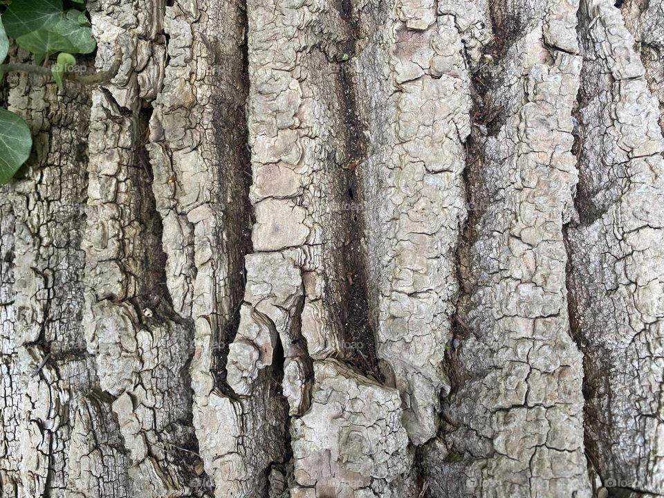 Bark