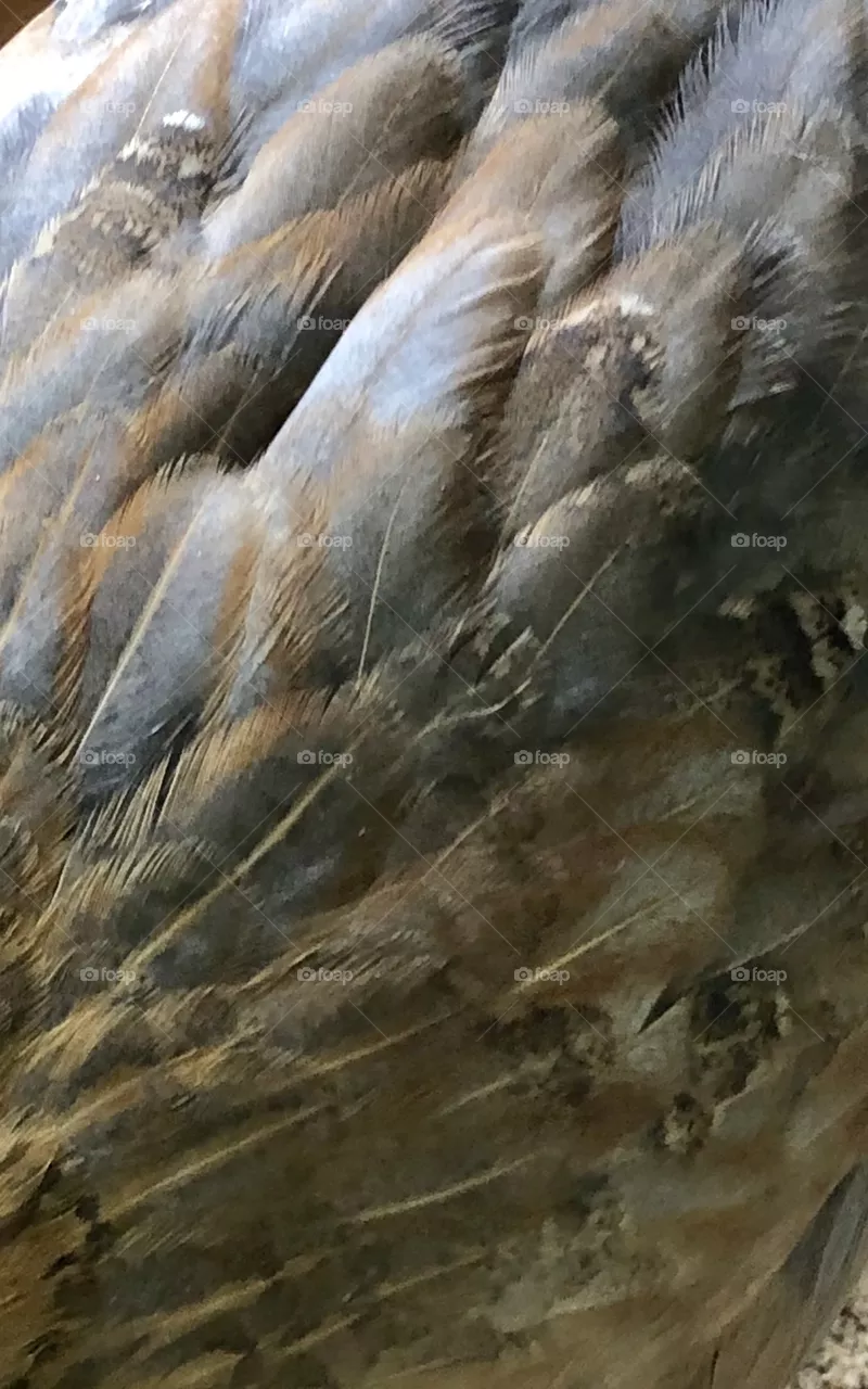 Feathers
