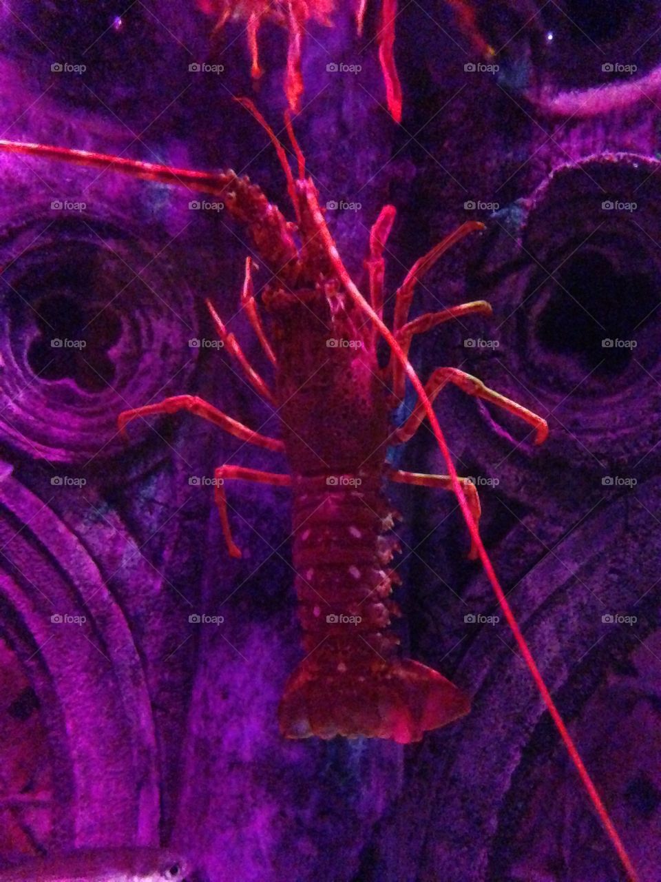 High angle view of a crayfish