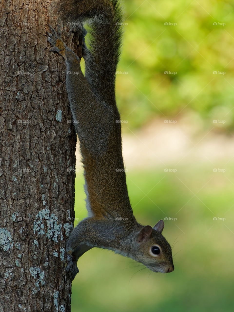 Eastern Gray Squirrel fully stretched out, coming down a tree trunk, head first. profile side view.