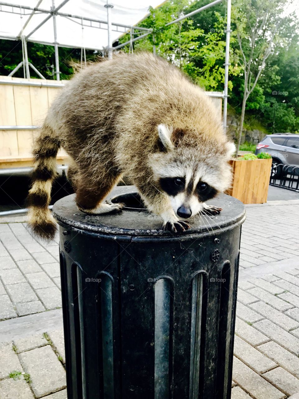 Racoon in the neighbourhood declared dibs on the trash can