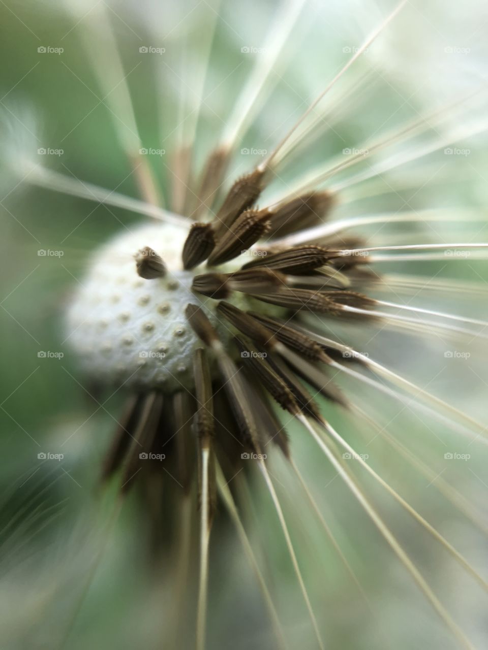 Dandelion 