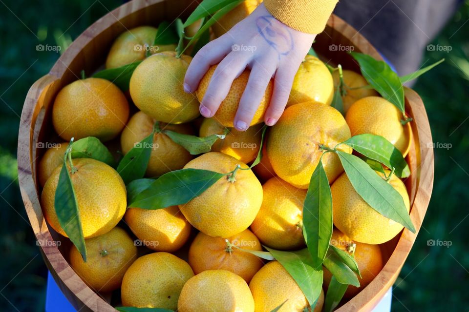 Mandarins 