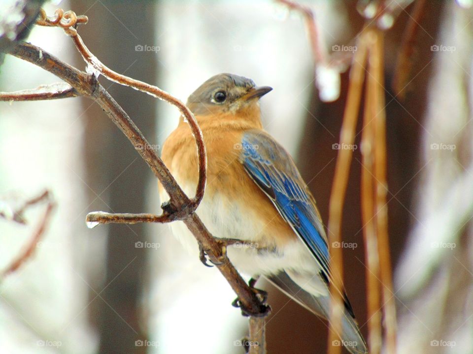 An Eastern Bluebird!!