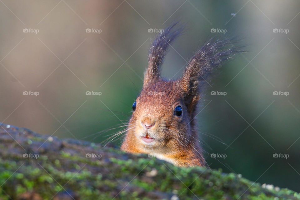 Close up red squirrel head shot behind a trunk