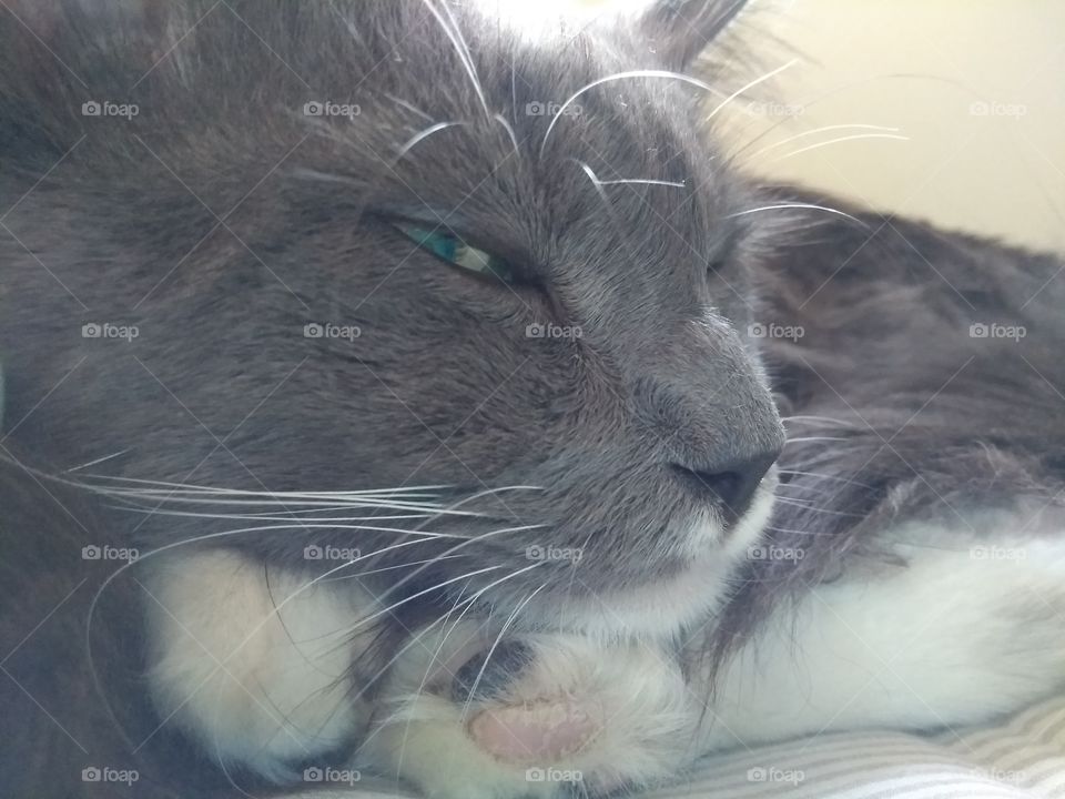 beautiful portrait of a sleepy grey cat