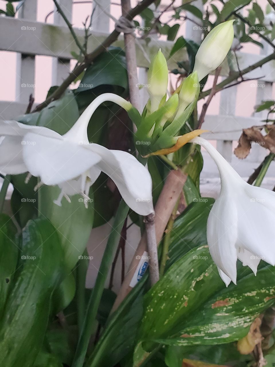exotic white lilies
