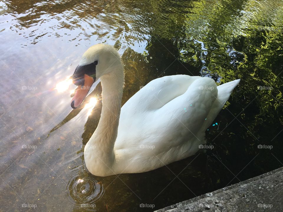 Every lake belongs to swans.
Dublin, Ireland 🇮🇪 