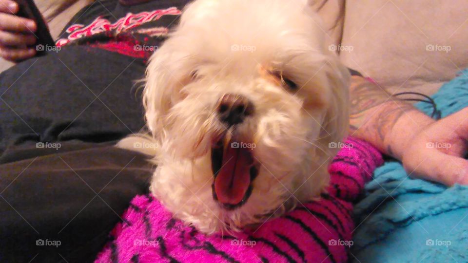 Fluffy yawn